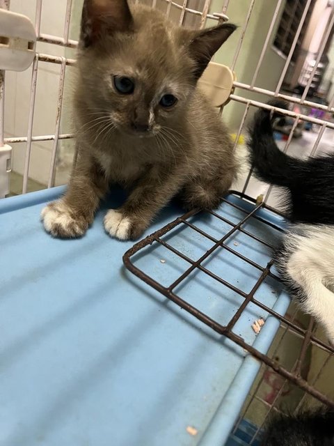 Tiga Comel - Domestic Medium Hair Cat