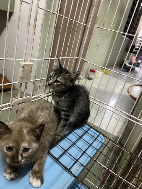 Tiga Comel - Domestic Medium Hair Cat