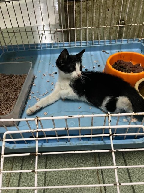 Tiga Comel - Domestic Medium Hair Cat