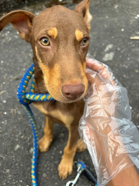 Sam (Urgent Adoption Needed) - Mixed Breed Dog