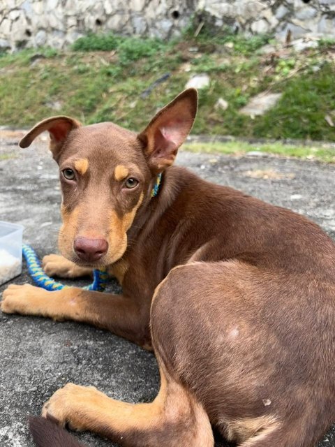 Sam (Urgent Adoption Needed) - Mixed Breed Dog