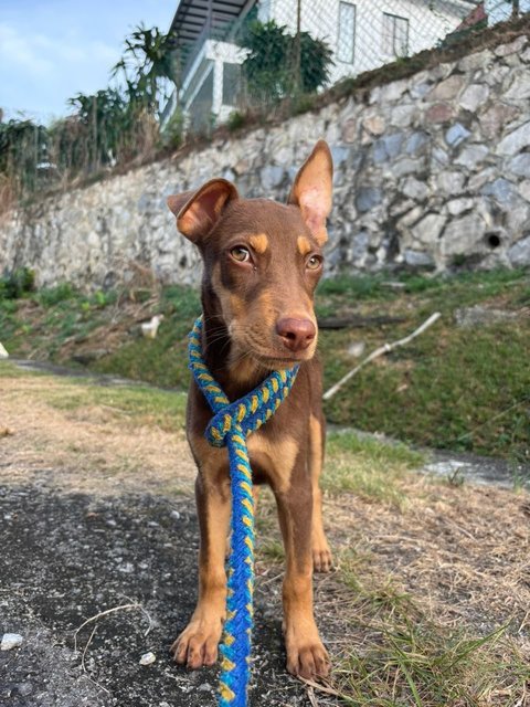 Sam (Urgent Adoption Needed) - Mixed Breed Dog