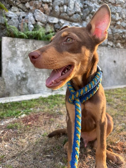 Sam (Urgent Adoption Needed) - Mixed Breed Dog