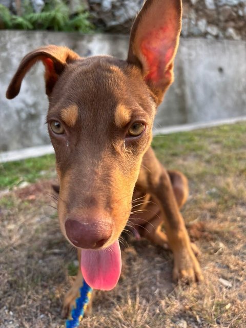 Sam (Urgent Adoption Needed) - Mixed Breed Dog