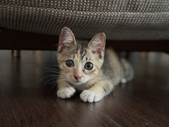Meow Meow - Calico + Tortoiseshell Cat