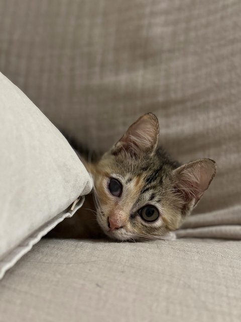 Meow Meow - Calico + Tortoiseshell Cat