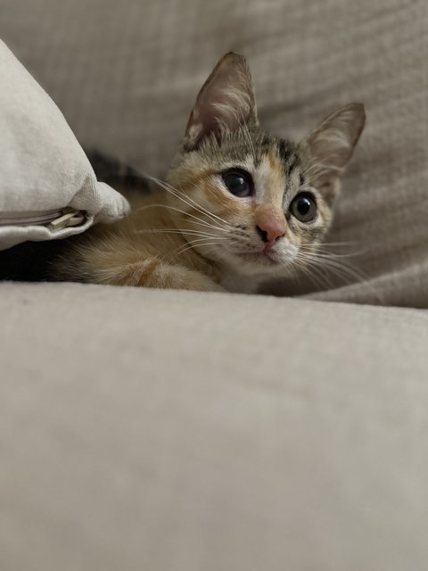 Meow Meow - Calico + Tortoiseshell Cat