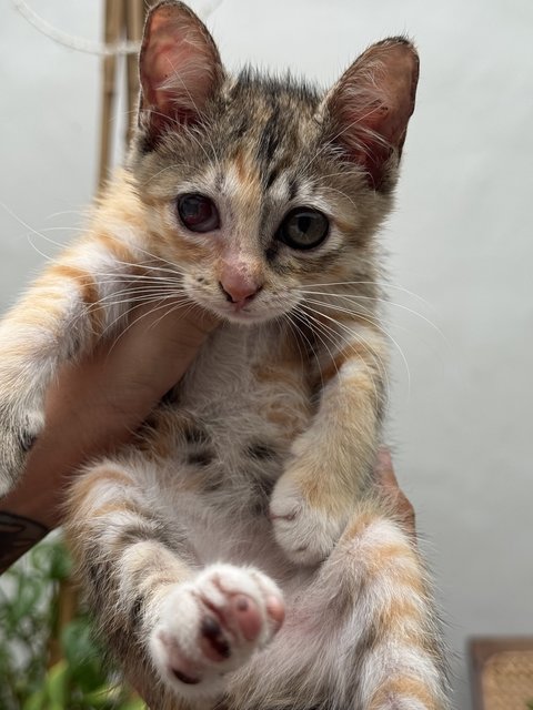 Meow Meow - Calico + Tortoiseshell Cat
