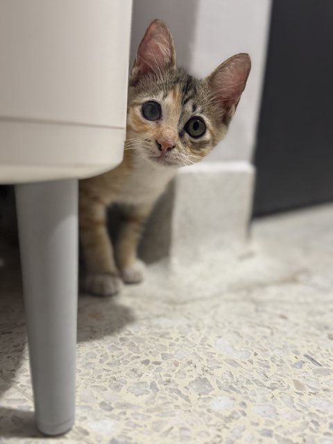 Meow Meow - Calico + Tortoiseshell Cat
