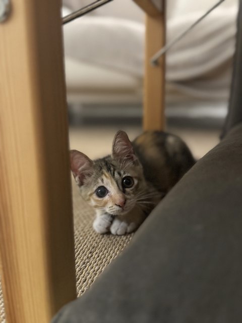 Meow Meow - Calico + Tortoiseshell Cat