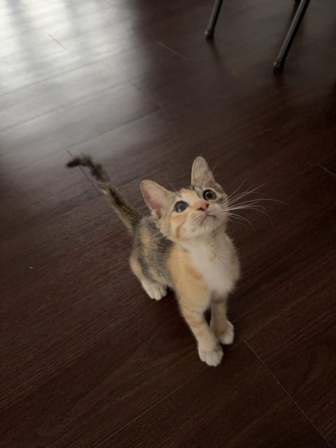 Meow Meow - Calico + Tortoiseshell Cat
