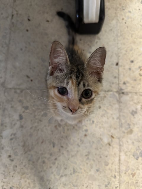 Meow Meow - Calico + Tortoiseshell Cat