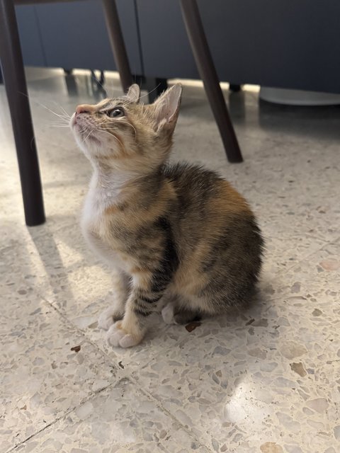 Meow Meow - Calico + Tortoiseshell Cat