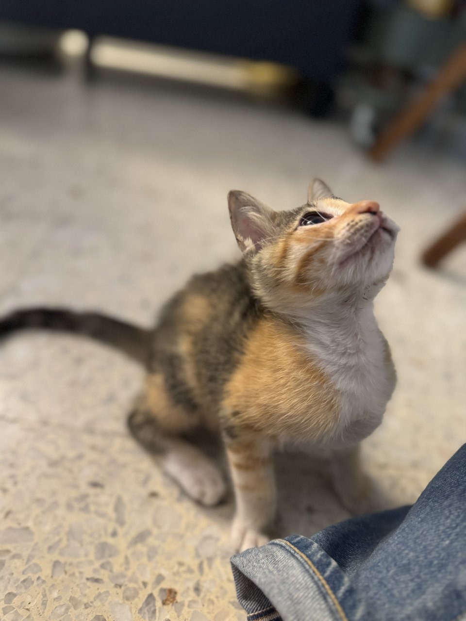 Meow Meow - Calico + Tortoiseshell Cat