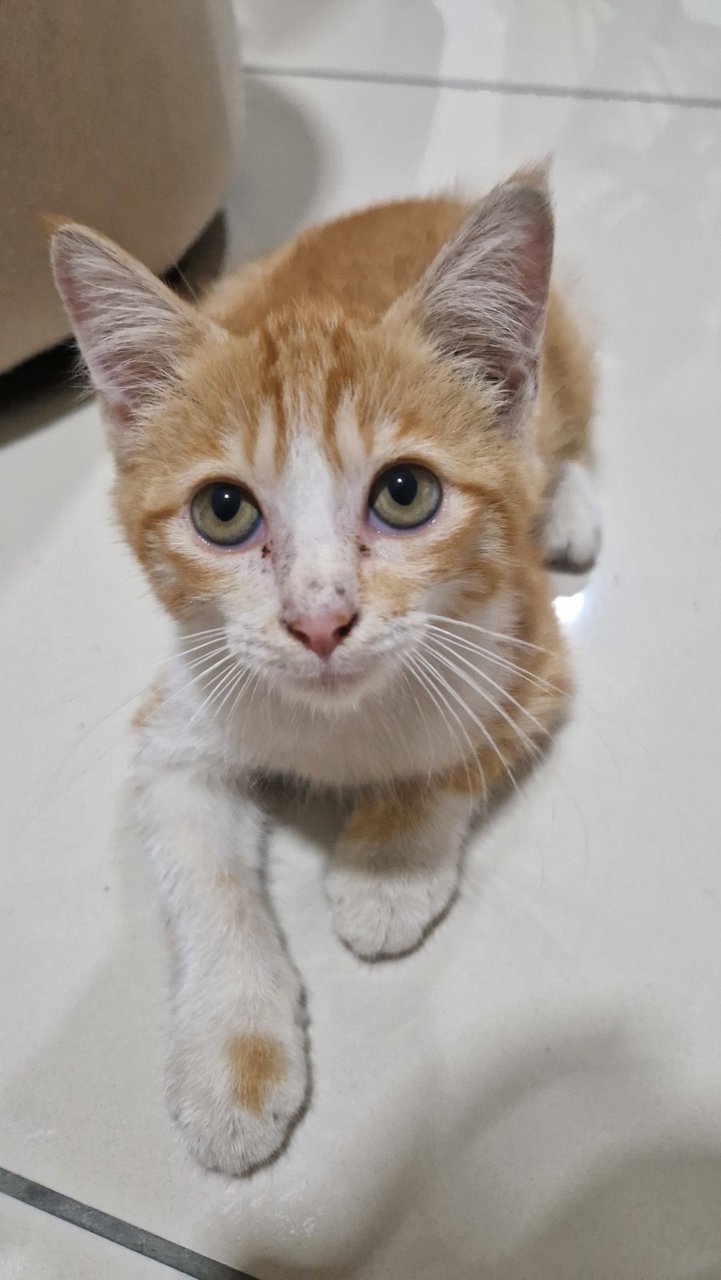 PF142387 - Domestic Short Hair Cat