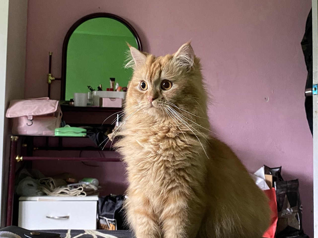 Comel - Domestic Long Hair Cat