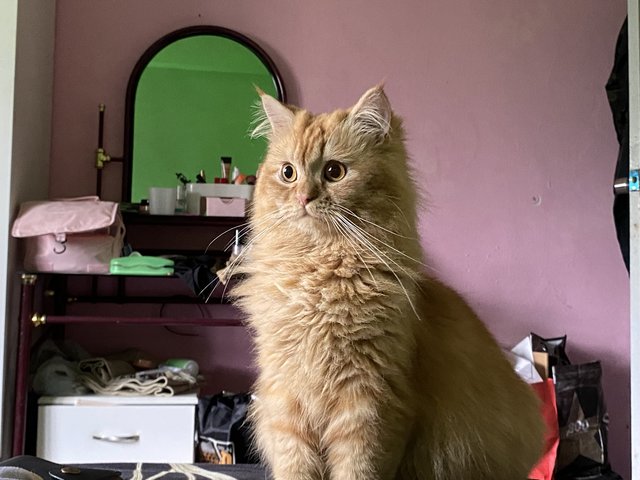 Comel - Domestic Long Hair Cat