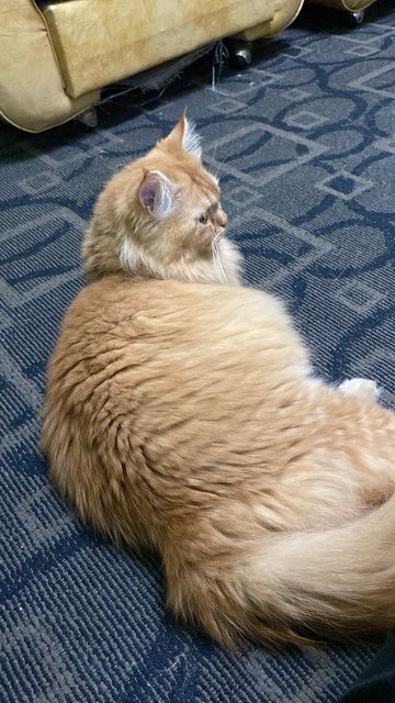 Comel - Domestic Long Hair Cat