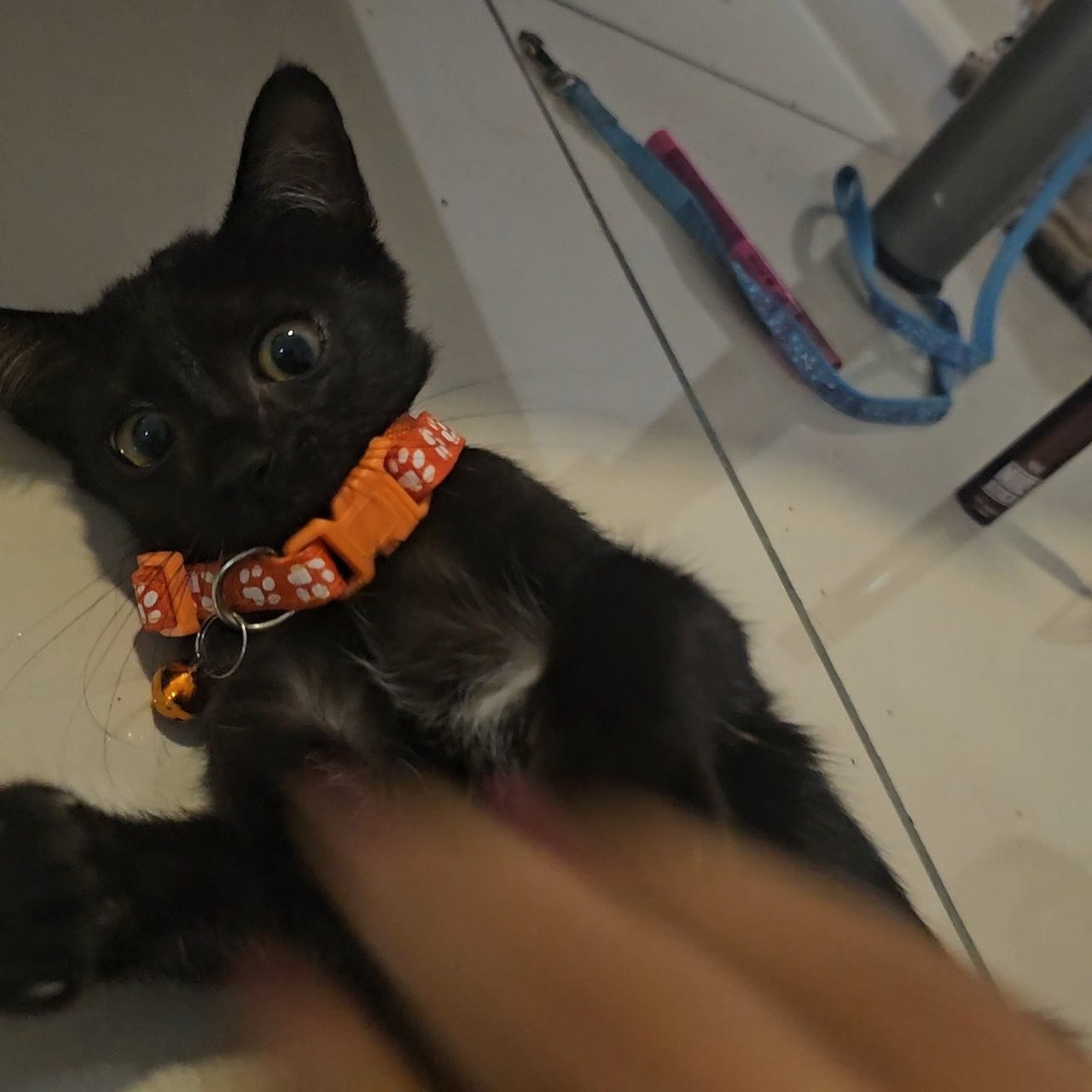 Void Bentley - Domestic Medium Hair Cat