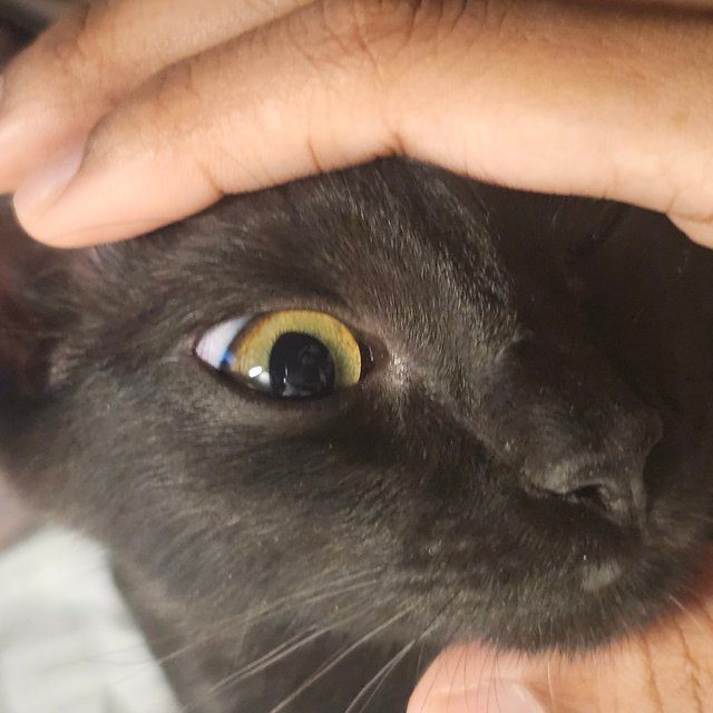 Void Bentley - Domestic Medium Hair Cat