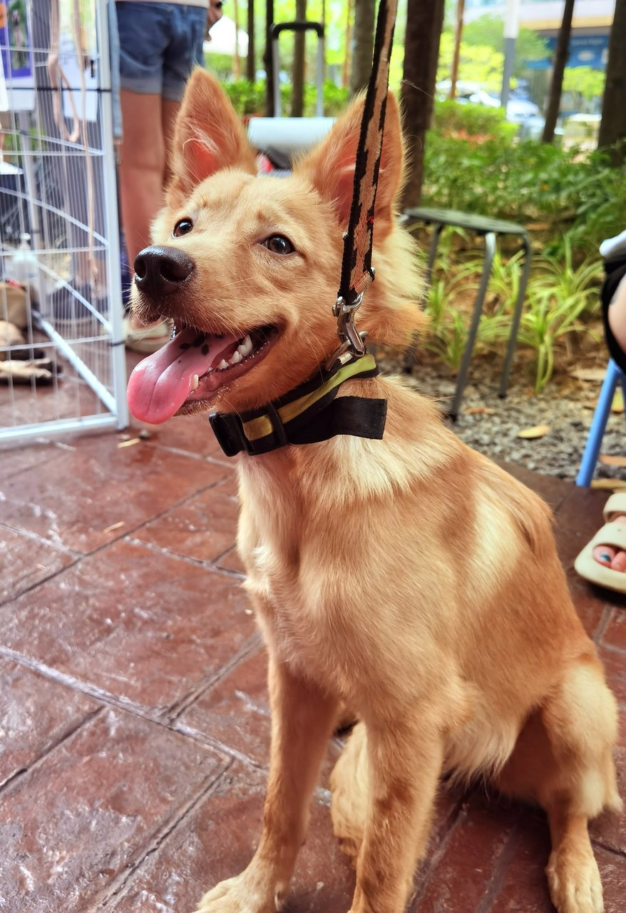 Bonnie  - Mixed Breed Dog