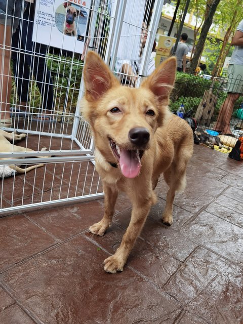 Bonnie  - Mixed Breed Dog
