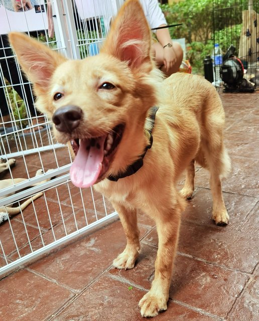 Bonnie  - Mixed Breed Dog