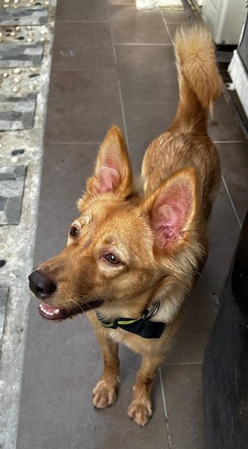 Golden Finnish  Spitz  - Finnish Spitz Dog