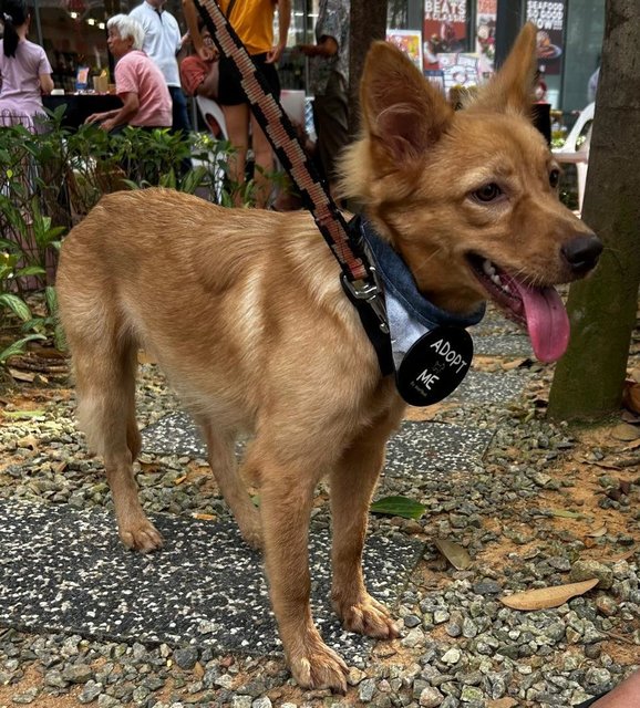 Golden Finnish  Spitz  - Finnish Spitz Dog