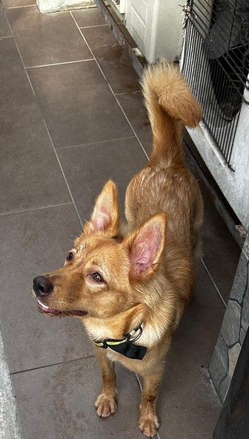 Golden Finnish  Spitz  - Finnish Spitz Dog