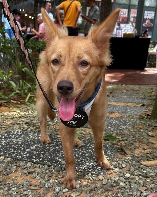 Golden Finnish  Spitz  - Finnish Spitz Dog