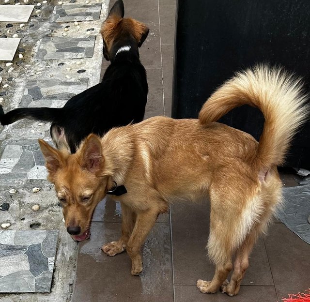 Golden Finnish  Spitz  - Finnish Spitz Dog