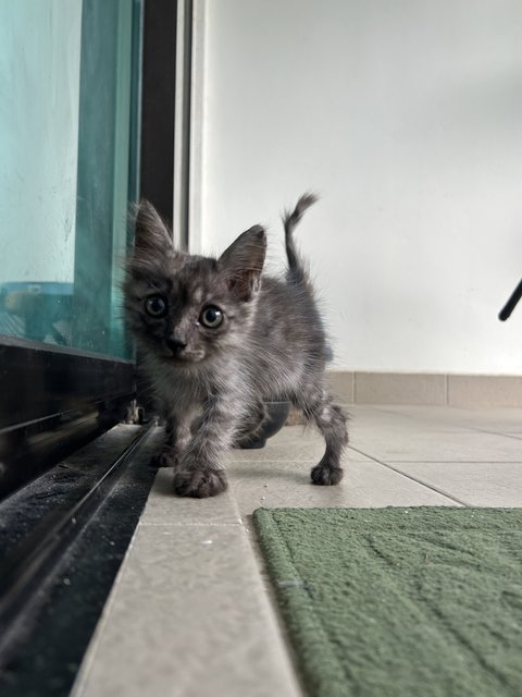 Little - Domestic Medium Hair Cat