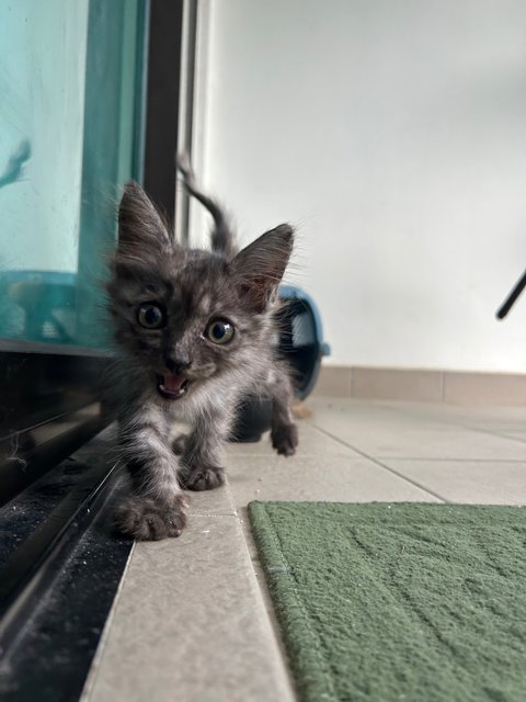 Little - Domestic Medium Hair Cat