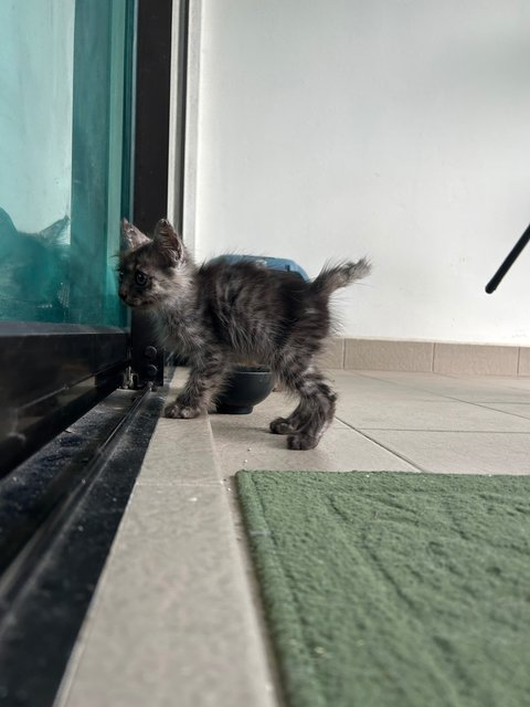 Little - Domestic Medium Hair Cat