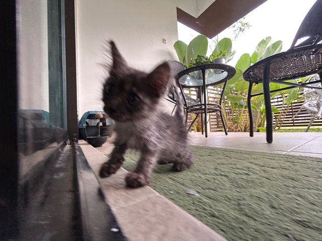 Little - Domestic Medium Hair Cat