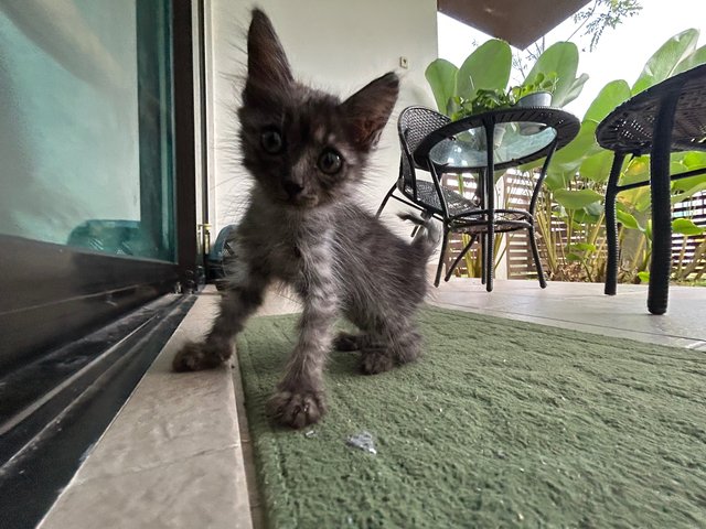 Little - Domestic Medium Hair Cat