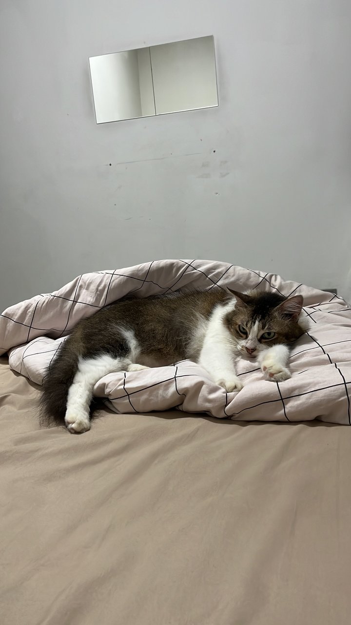 Baby - Domestic Long Hair Cat