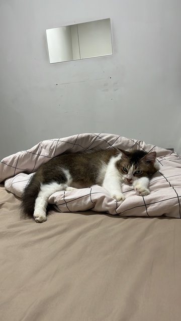 Baby - Domestic Long Hair Cat