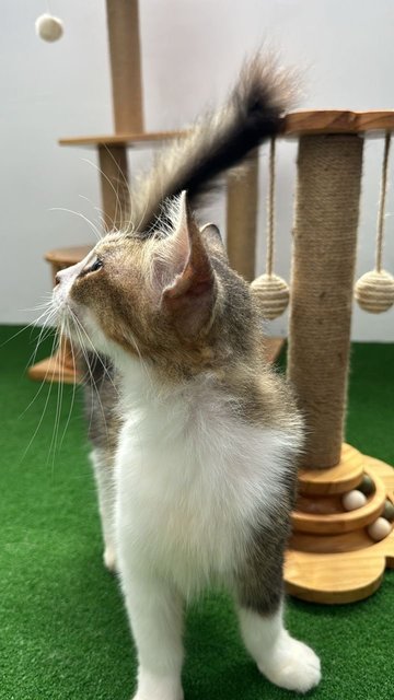 Baby - Domestic Long Hair Cat