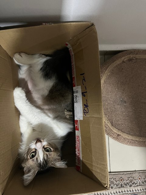 Baby - Domestic Long Hair Cat