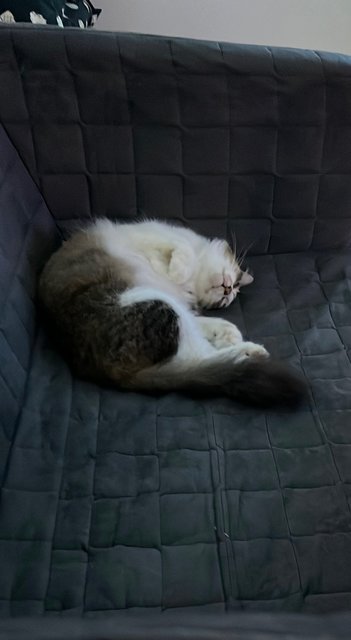 Baby - Domestic Long Hair Cat
