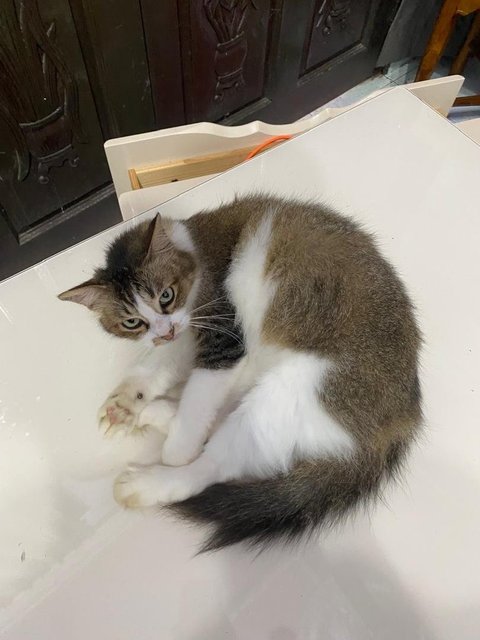 Baby - Domestic Long Hair Cat