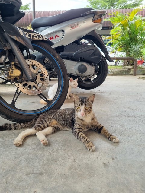 Gabby  - Tabby Cat