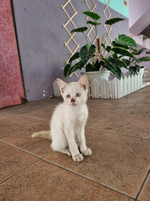 Gabriel  - Domestic Medium Hair Cat