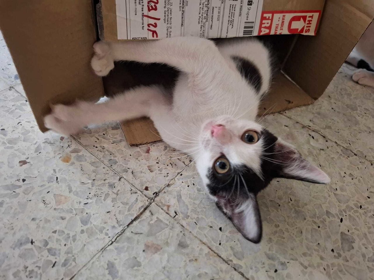 PF142421 - Domestic Short Hair Cat
