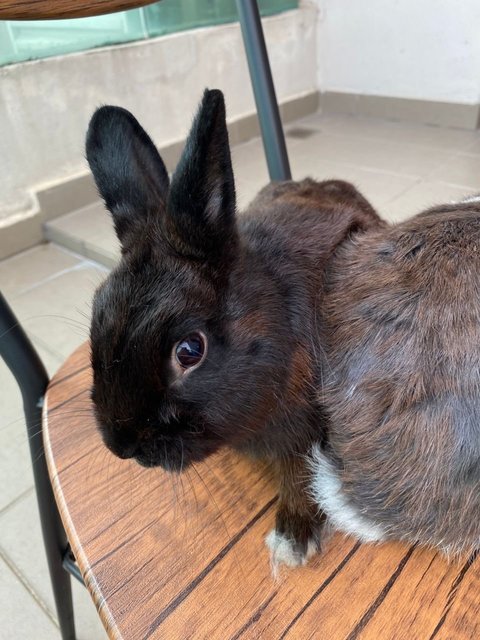 Kuki &amp; Bubbles - Netherland Dwarf Rabbit