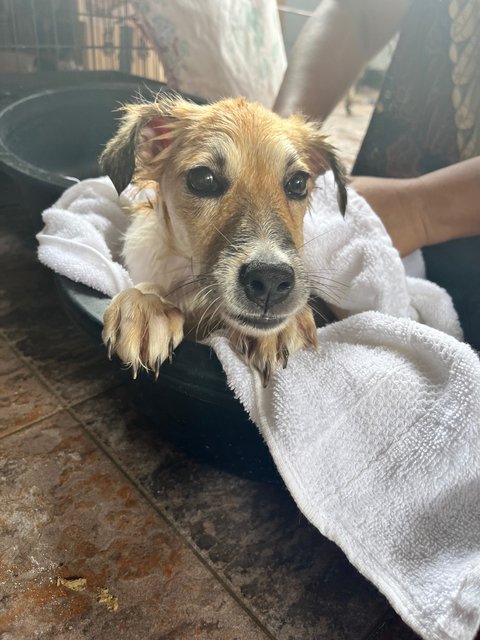 Luna - Mixed Breed Dog