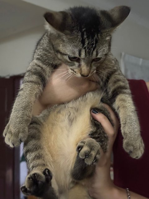 Fur Siblings 🩷 - Domestic Medium Hair + Domestic Short Hair Cat