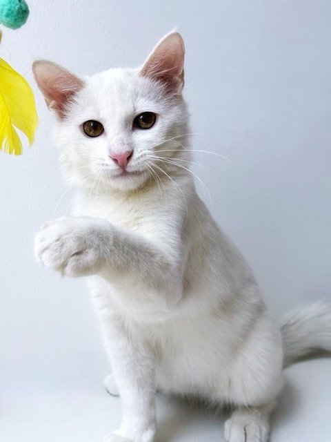 Olaf - Domestic Short Hair Cat